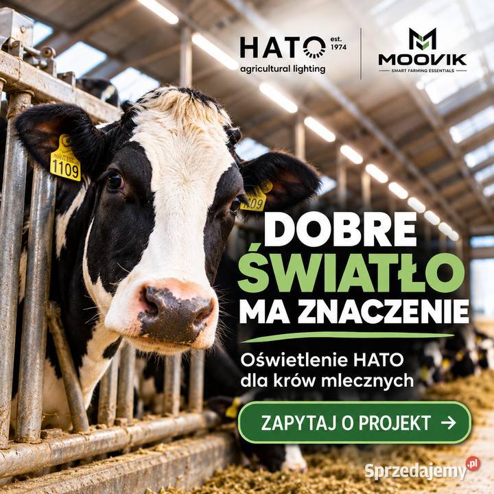Lampy LED do obory więcej mleka dzięki światłu Piątnica Poduchowna