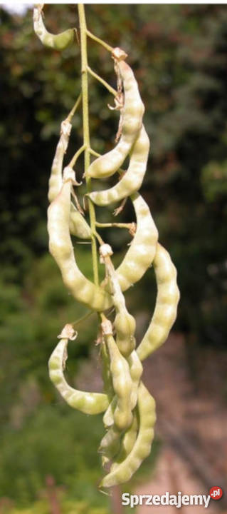 ZŁOTOKAP LABURNUM sadzonki w doniczkach PROMOCJA Ustronie sprzedam