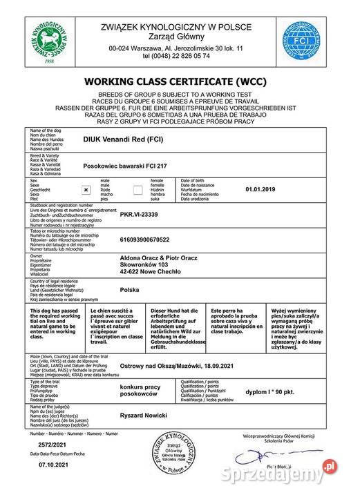 Posokowce bawarskieszczenięta rodowodowe FCI