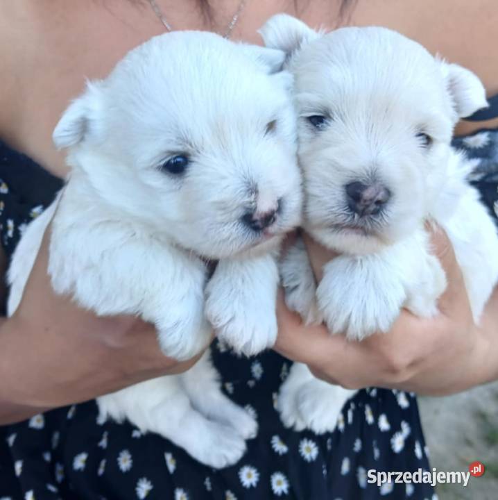 west highland white terrier szczeniak Dębica