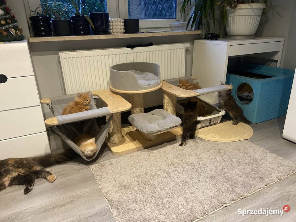 Sprzedam kocięta Maine coon Słupno sprzedam