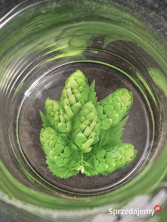 szklanka pokal kufel na piwo Warka 05l Krosno