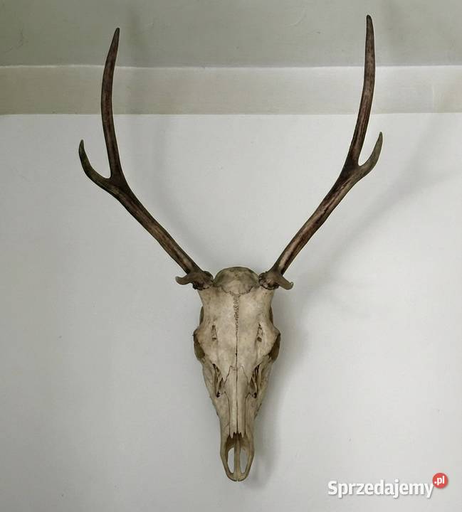 Piękne poroze jelenia małopolskie