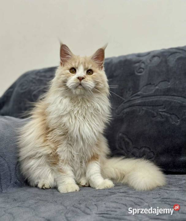 Maine Coon Kocur WCF 5 pokoleniowy rodowód Daleszyce