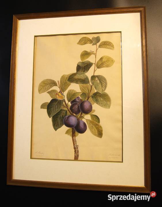 BESSA Pancrace akwatintowa rycina z owocem wielkopolskie Poznań