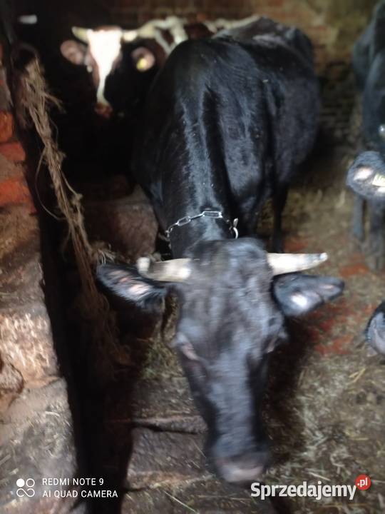 Sprzedam jałówki cielne dolnośląskie