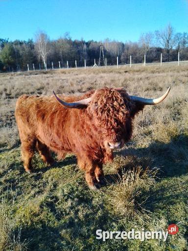 Bydło szkockie Bydło Konopnica sprzedam