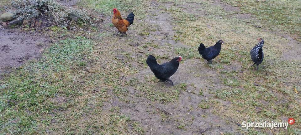 Kury karzełki liliputki Drób i ptactwo lubelskie sprzedam