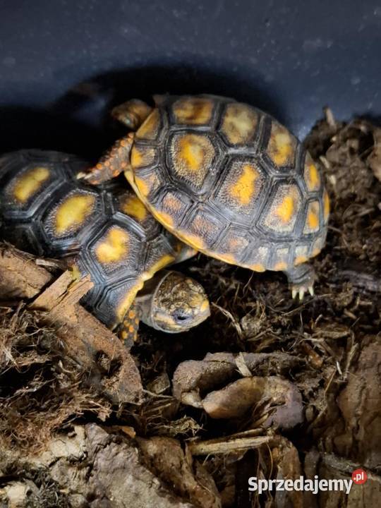 Żabuti czarny Chelonoidis carbonarius Kraków