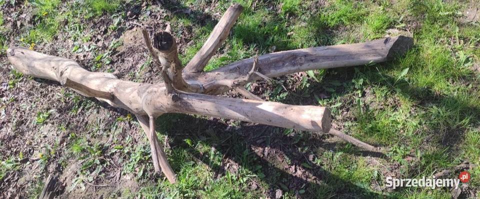 Drewno kłoda orzecha włoskiego Rzeszów