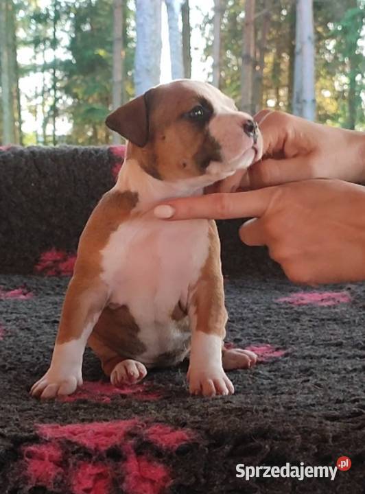 Amstaff American Staffordshire Terrier ZKwP FCI Białystok sprzedam