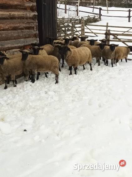 Owce jagnięta barany czarnogłówki Pagorzyna sprzedam