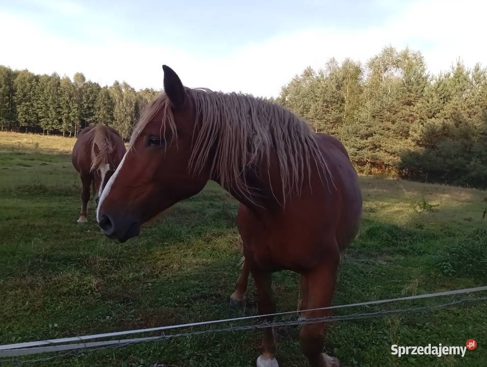 Sprzedam klacz zimnokrwista Radawa sprzedam