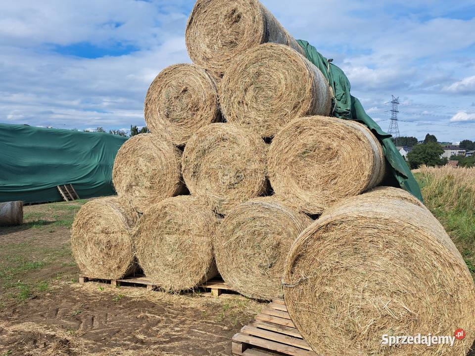 Siano w balotach koni z transportem siano Dąbrowa Górnicza