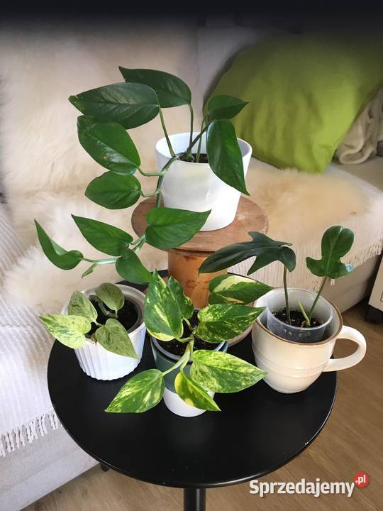 Rośliny z domowej ekologicznej uprawy Warszawa sprzedam