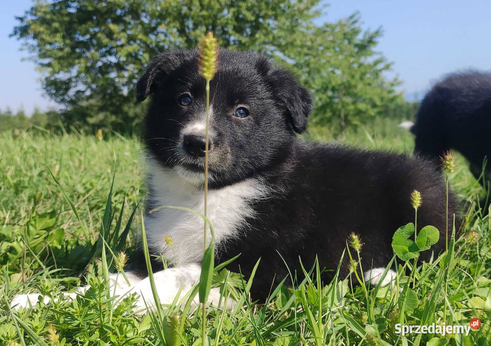 BORDER COLLIE czystej krwi z Hodowli Rasowy pies sprzedam