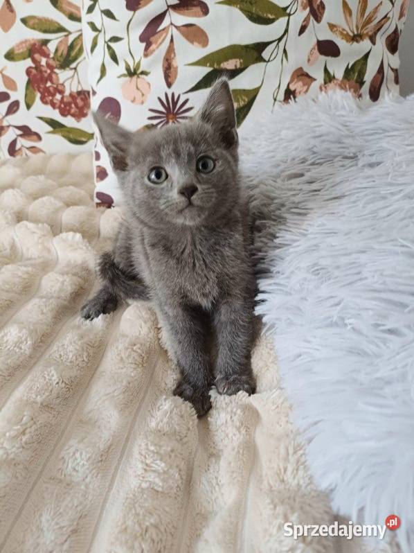 Rosyjski niebiesko kot kotka Mińsk Mazowiecki