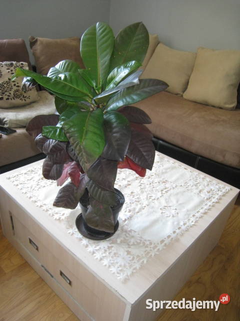 Kroton roślina doniczkowa Częstochowa sprzedam