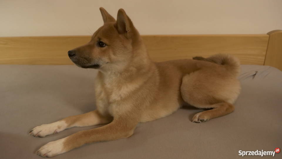 Shiba Inu cudowny psiak z RODOWODEM Iława sprzedam