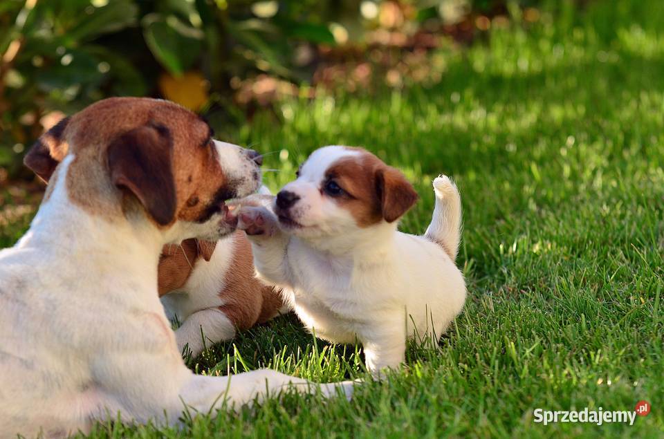 Przepiękna suczka rasy Jack Russell Terrier Radziejów