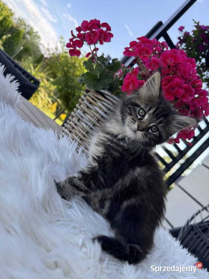 Aria kotka Maine Coon Nowa Wieś Lęborska sprzedam