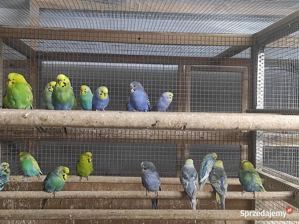 Papużki faliste Wilga