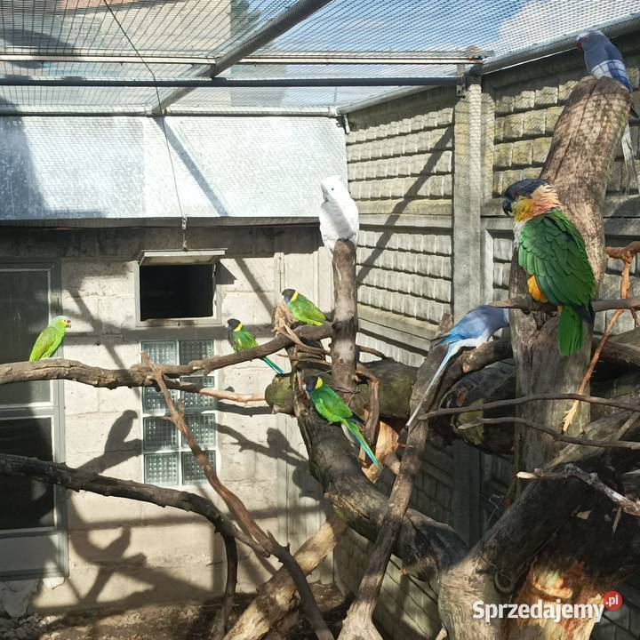 Amazonka Barwinka Kakadu Kragen Julianów sprzedam