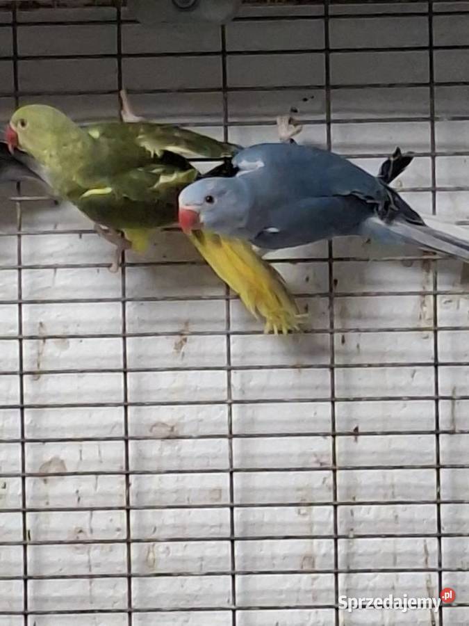 Sprzedam papugi Miejska Górka sprzedam
