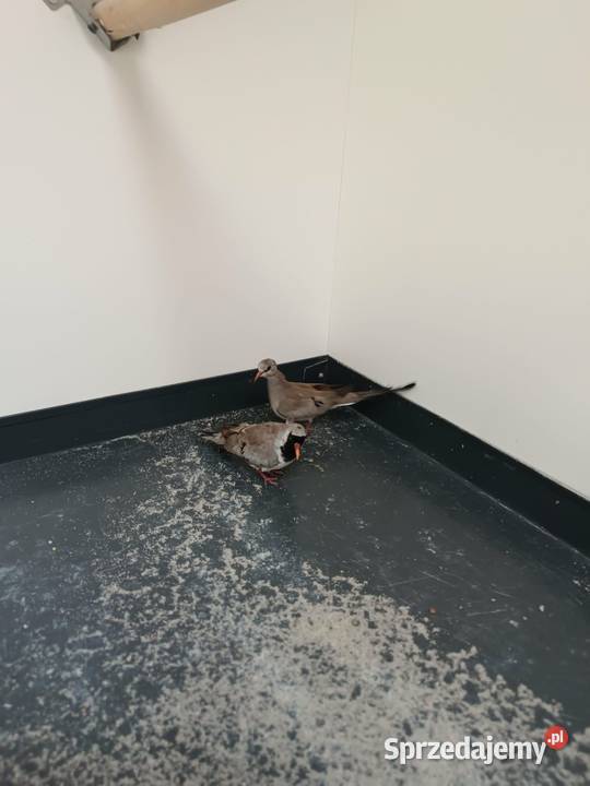 Gołąbki Kaplandzkie Koźmice Wielkie