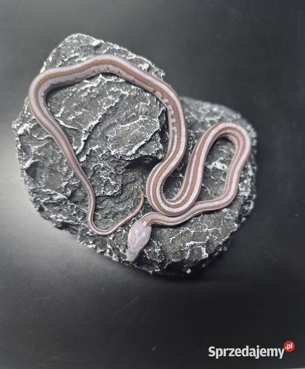 Wąż zbożowy samiec Gady i płazy dolnośląskie Wrocław