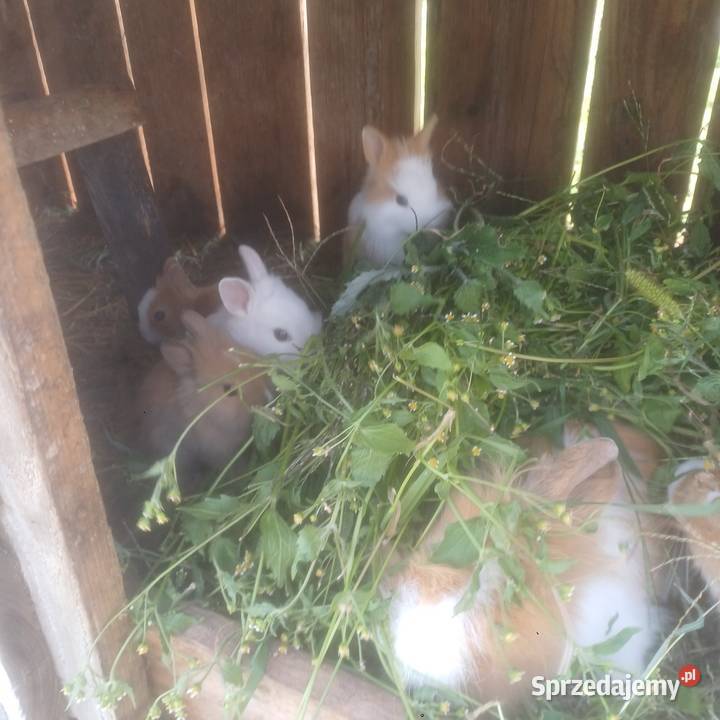 Kroliczki miniaturki Łask