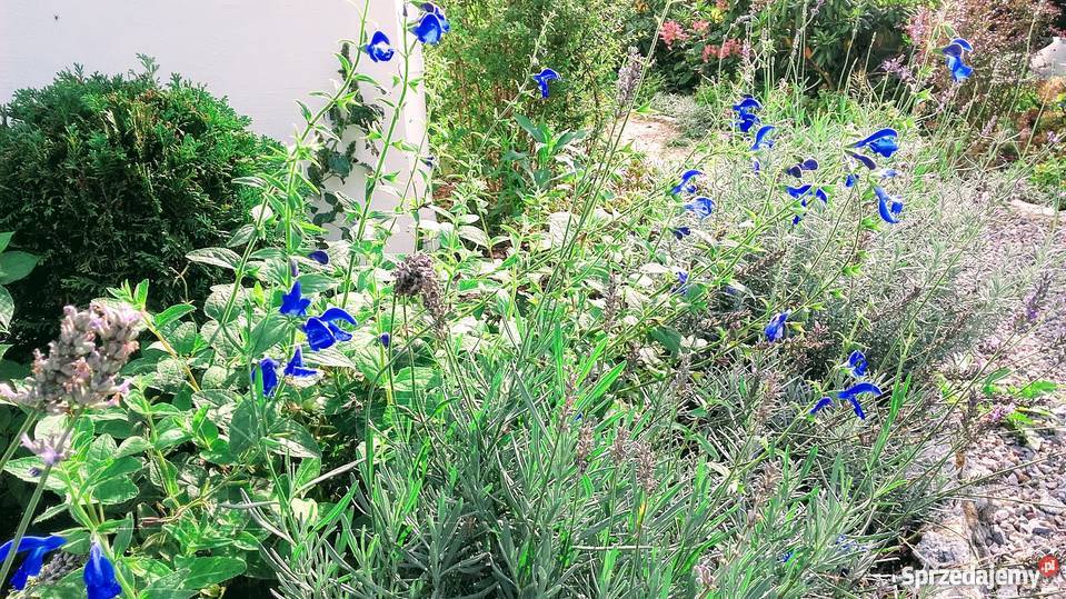 Projekt ogrodu projektowanie i zakładanie Piaseczno ogród