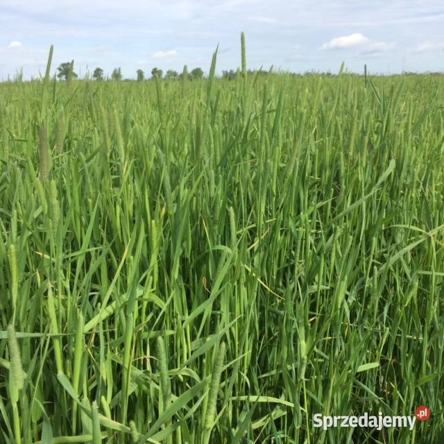 Sianko Tymotkowe Dla gryzoni Gostyń sprzedam