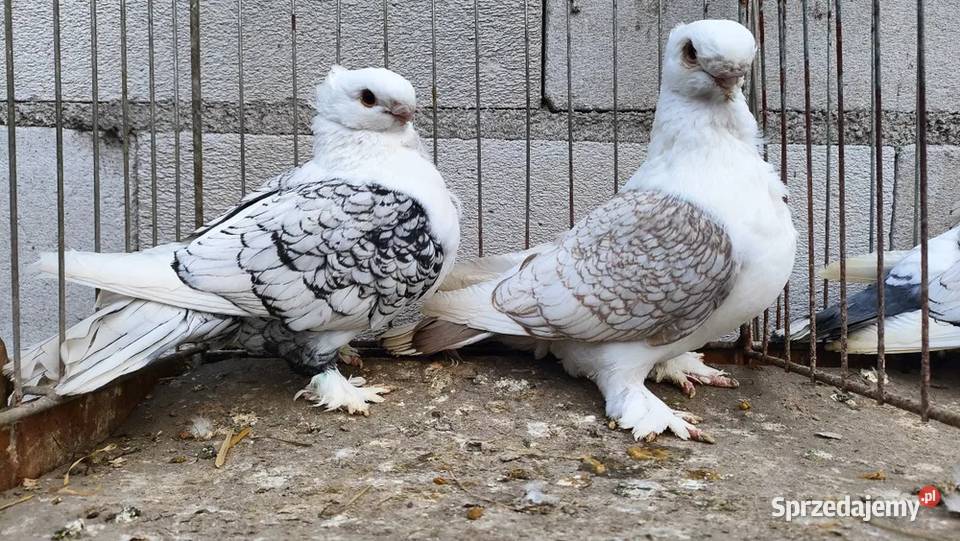 MEWKI ORIENTALNE PIĘKNE GOŁĄBKI Bielawy