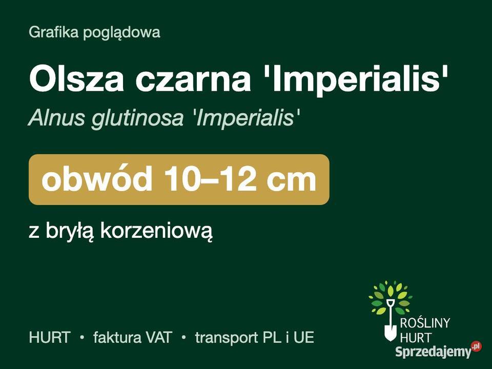 Olsza czarna Imperialis obwód 1012 z bryłą HURT