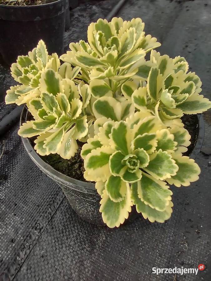 Rozchodnik Atlantis wielobarwny Kadłub