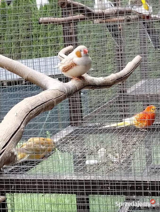 Zeberki młode Ptaki pomorskie Kościerzyna