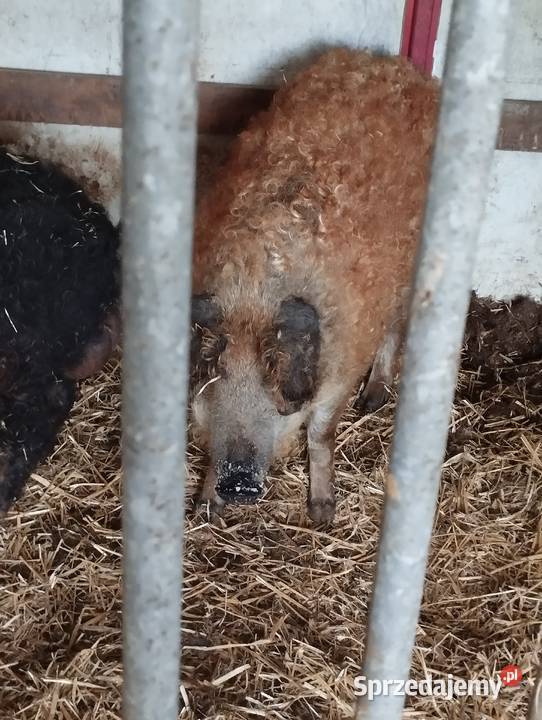 Knurek mangalica Winowno