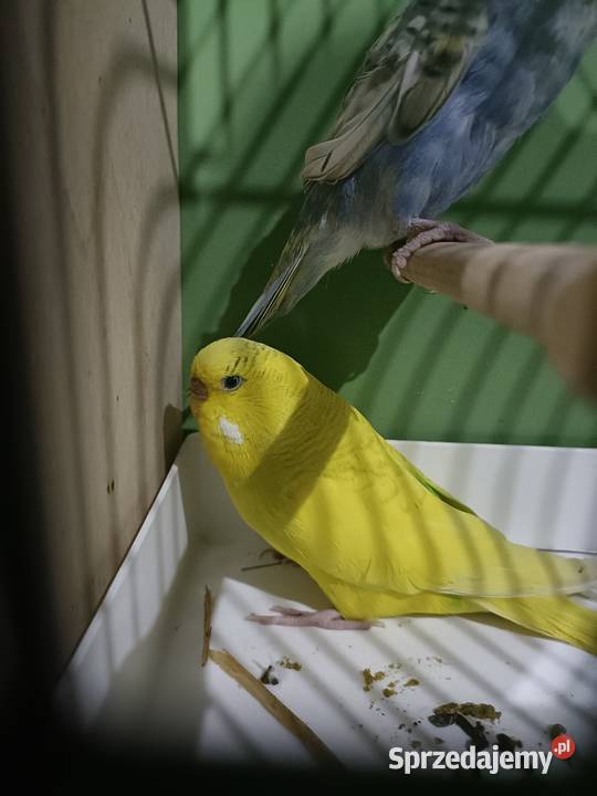 Sprzedam papużki faliste z 2025 r wielkopolskie Jastrowie