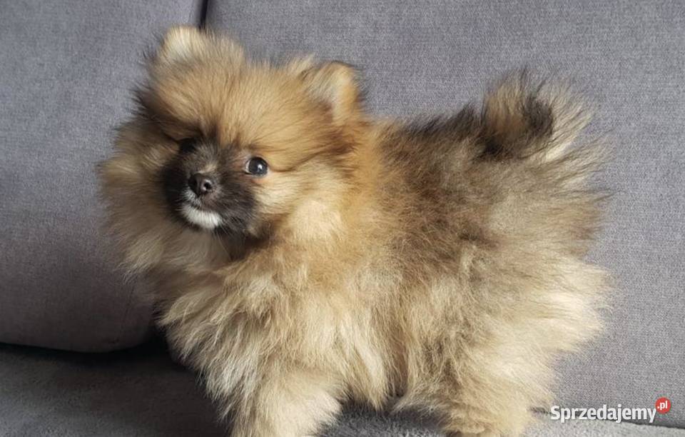 Szpic Miniaturowy Pomeranian Boo Rzeszów