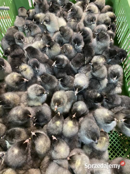 Pisklaki kury brojler Rosa Brązowa Blue