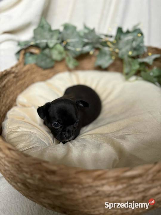 Suczka Chihuahua Czarna z białymi znaczeniami Częstochowa