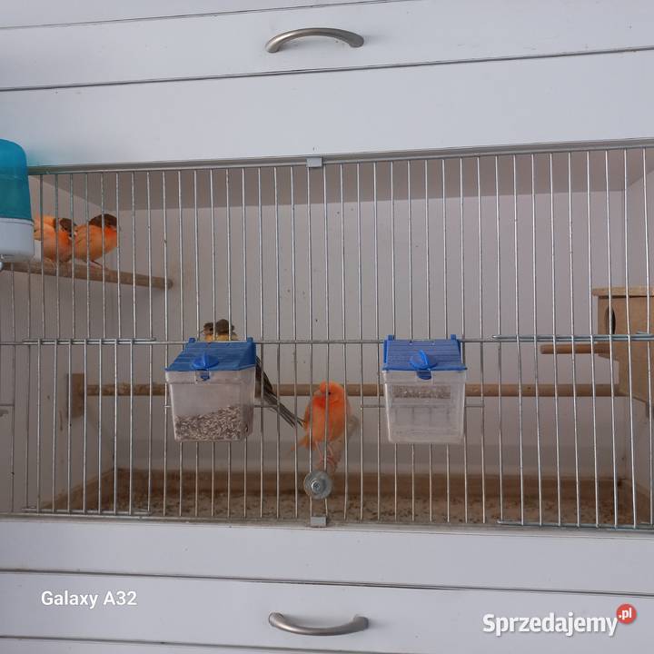 Kanarki młode Ptaki Garwolin sprzedam