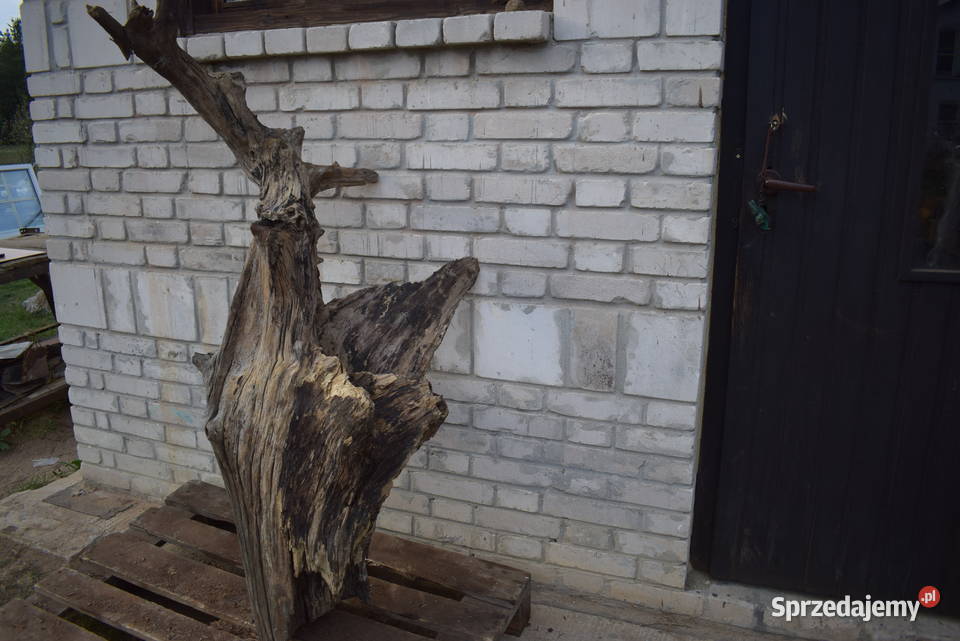 Niepowtarzalny korzeń ozdobny do ogrodu Połaniec