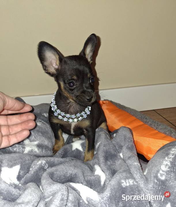 Sunia lola pinczer miniaturowy Pozostałe Jasło