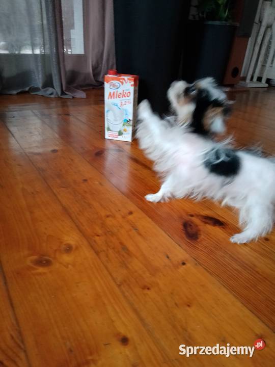 Sprzedam pieska miniaturkę Yorkshire Terrier York zachodniopomorskie Tanowo