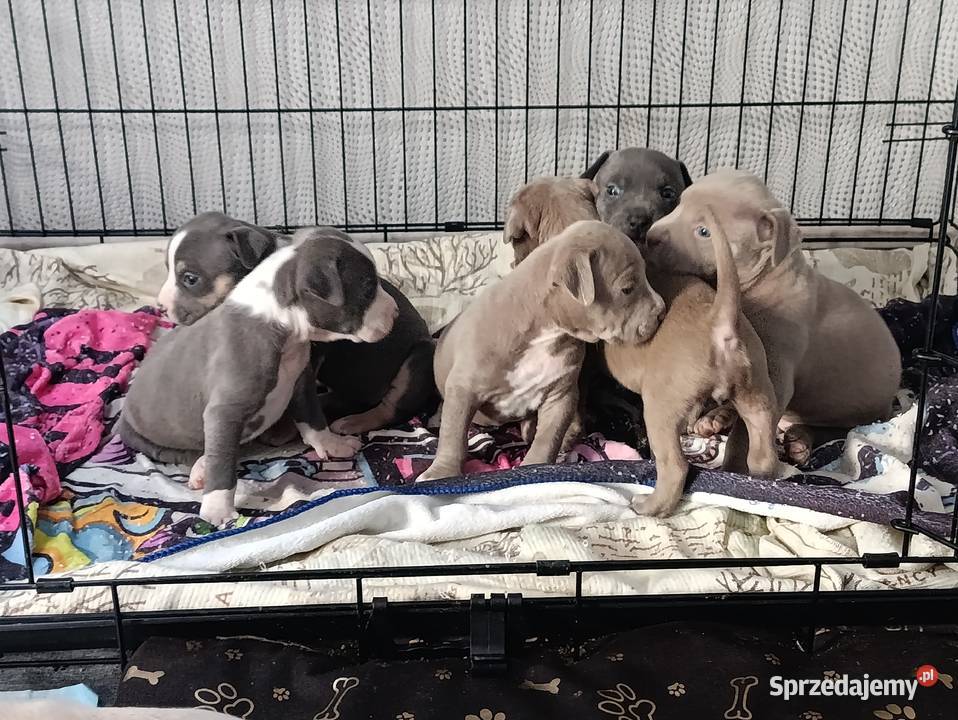 Szczeniaki American staffordshire terrier Nieledew