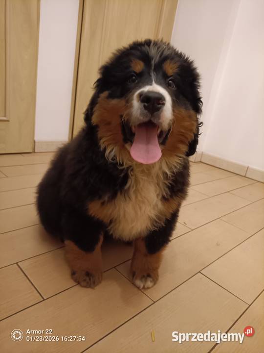 Piesek Berneński Pasterski podlaskie Jeleniewo sprzedam