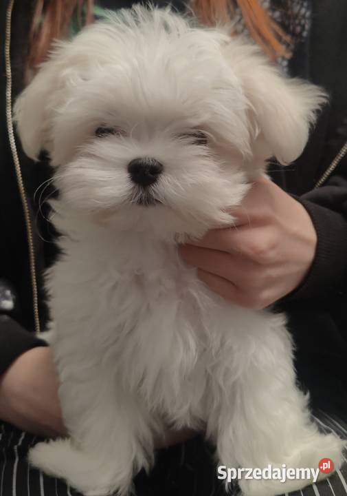 Maltańczyk chłopcy ZKwPFCI wielkopolskie Nowojewo sprzedam