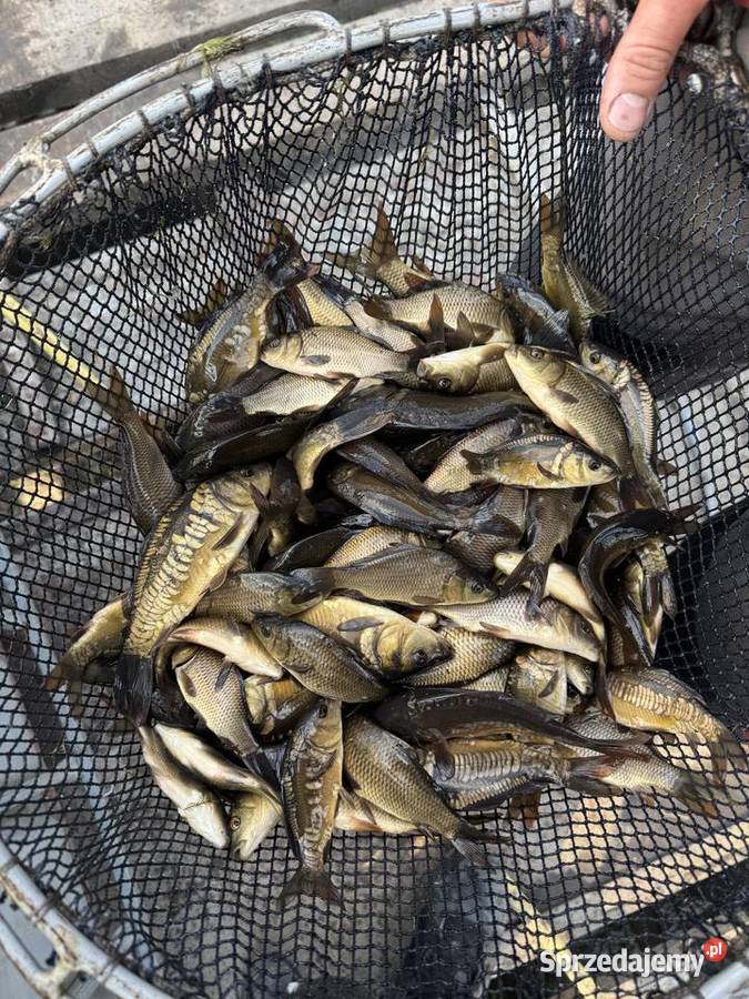 Karp amur kroczeknarybek handlowy Machnów Stary